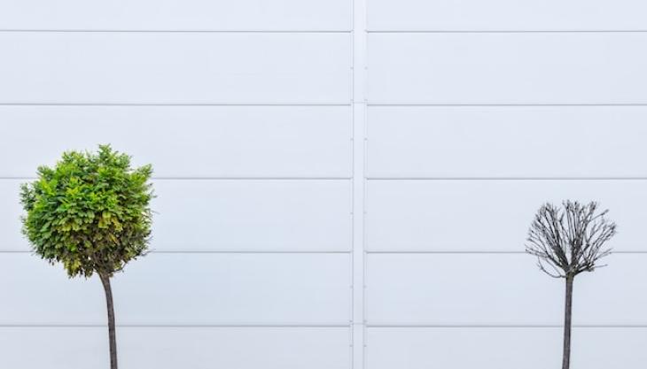 صورة لشجرتين. إحداها يابس والأخرى خضراء. 