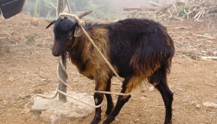 صورة لماعز لف حول نفسه حبل.