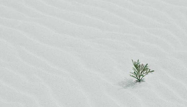 صورة لثلج نقي وشجرة صغيرة تنبت. 