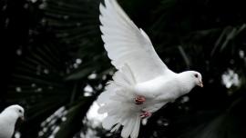 صورة ليمامة بيضاء. 